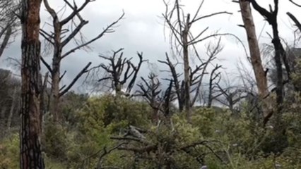 Roma libra una batalla contrarreloj para salvar sus pinos de un parásito invasor