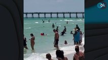 Pánico en la playa: avistan un gran tiburón nadando entre unos bañistas