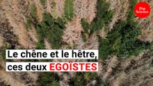 Quand ils ont soifs, les arbres peuvent être égoïstes