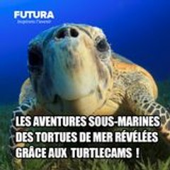 Les aventures sous-marines des tortues de mer révélées grâce aux "TurtleCams" !