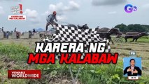 Kalabaw race sa Mexico sa Pampanga, silipin! | Dapat Alam Mo!