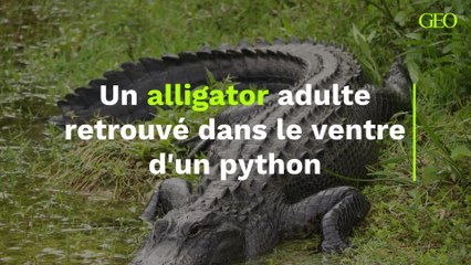 Un alligator adulte retrouvé dans le ventre d'un python