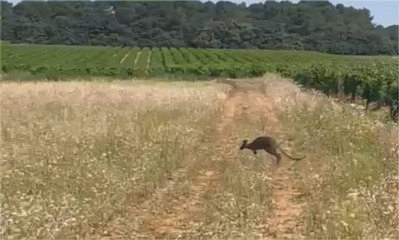 Un vigneron du Gard tombe nez à nez avec un kangourou : « Je n’y croyais pas ! »