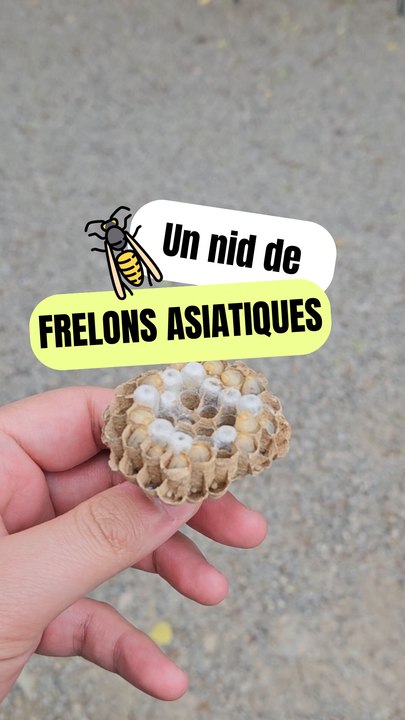 Un nid de frelons asiatiques