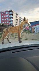 Fox essaie de faire de l'auto-stop