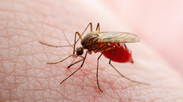 Your Scented Soap Might Be Attracting More Mosquitos, Study Suggests