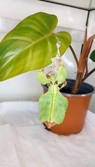 Giant Leaf Insect Sheds Exoskeleton