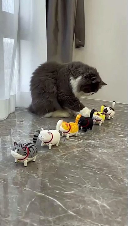 cat Cutest thing you'll see today