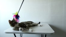 Funny Cat Plays on the Table (1)