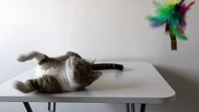 Funny Cat Plays on the Table (7)