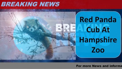 Red Panda Cub At Hampshire Zoo
