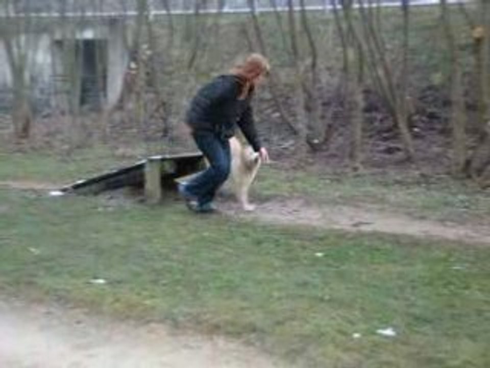 parcours impro agility chelsea 2