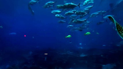 Carefree stingray underwater, very close up. Like!