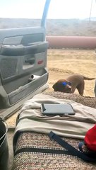 Doggo Knows How to Act Cool