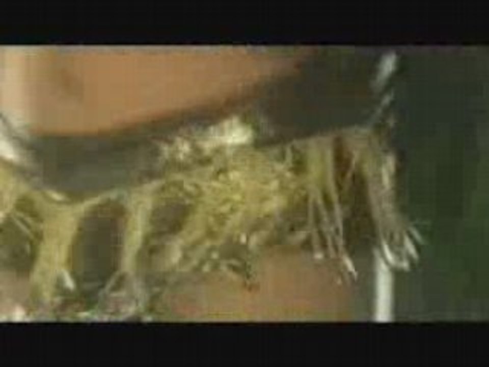 agua bella-comparame