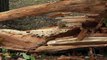 Maltempo a Milano: alberi caduti e danni