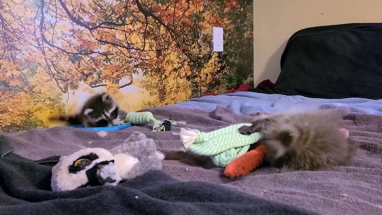 Frankie _ Freddy brother _ sister from different parents(1080P_HD)