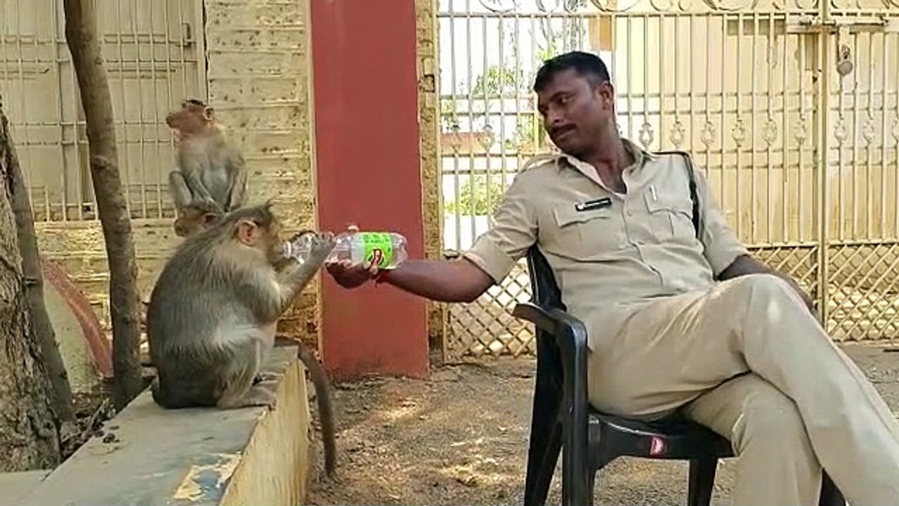 vanaralaku dhaham veste police anna ela dhaham terchado chudandi(360P)