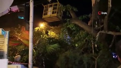 Turgutlu'da fırtına ağacı devirdi