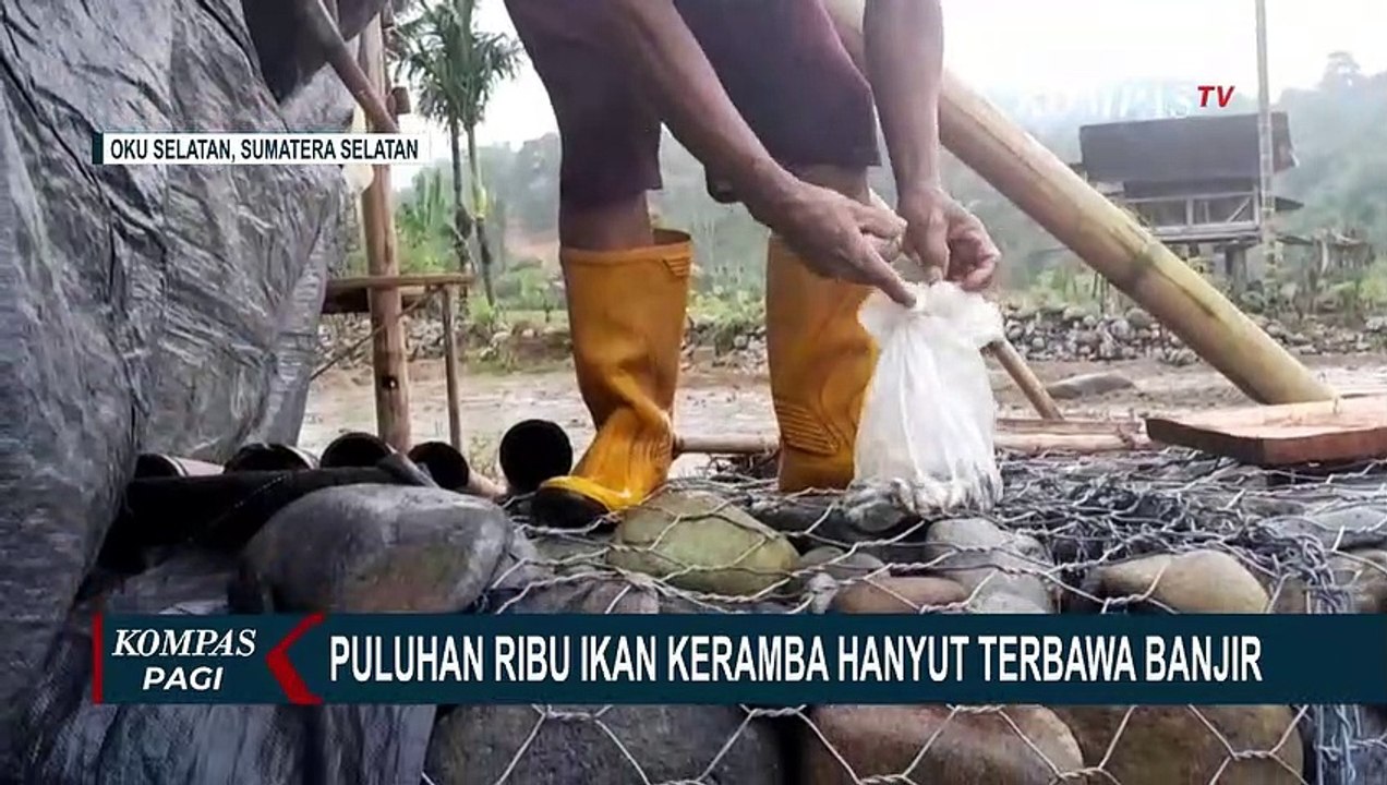 Banjir Di Oku Selatan Turut Menyeret Keramba Warga Puluhan Ribu Ikan