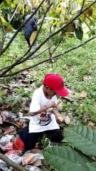 Cacao SLEEVING and PRUNING of Cacao fruit with Kids