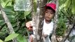 Cacao PRUNING and harvesting of Cacao with Kids