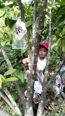 Cacao PRUNING and harvesting of Cacao with Kids