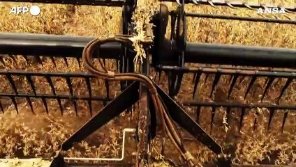 Grande piano agricolo di Lula, opportunita' per l'Italia