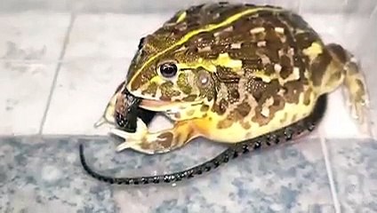 African Bullfrog vs Snake