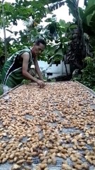 CACAO drying of Beans