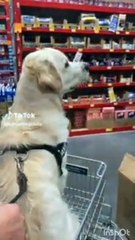 funny cat and dog videos try not to laugh 2020 what is the funniest try not to laugh video