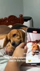 funny cat and dog videos try not to laugh 2020 what is the funniest try not to laugh video funny videos of cats and dogs fighting
