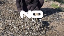 مرگ فاجعه‌بار هزاران ماهی در رودخانه امشان عراق در پی خشکسالی