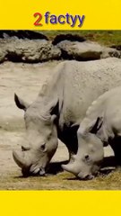 Interesting facts about animal