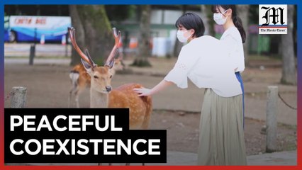 The Deer of Nara Park