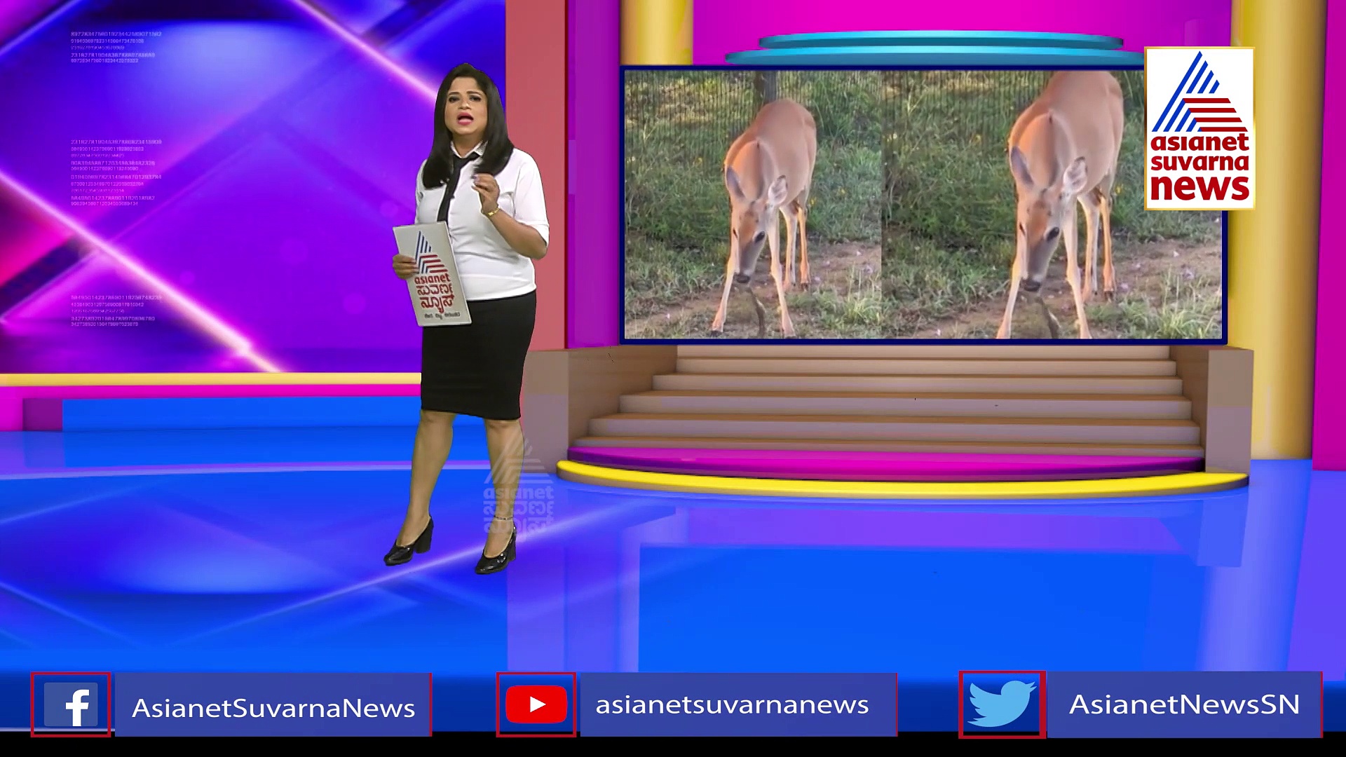 ಕ್ಷಣಾರ್ಧದಲ್ಲಿ ವಿಷ ಸರ್ಪವನ್ನು ಕಚ್ಚಿ ಕಚ್ಚಿ ತಿಂದ ಜಿಂಕೆ..!: ಇನ್ನೊಂದೆಡೆ ರಸ್ತೆ ಮೇಲೆ 2 ಆನೆಗಳ ಮಧ್ಯೆ ಭಯಂಕರ ಕಾಳಗ..!