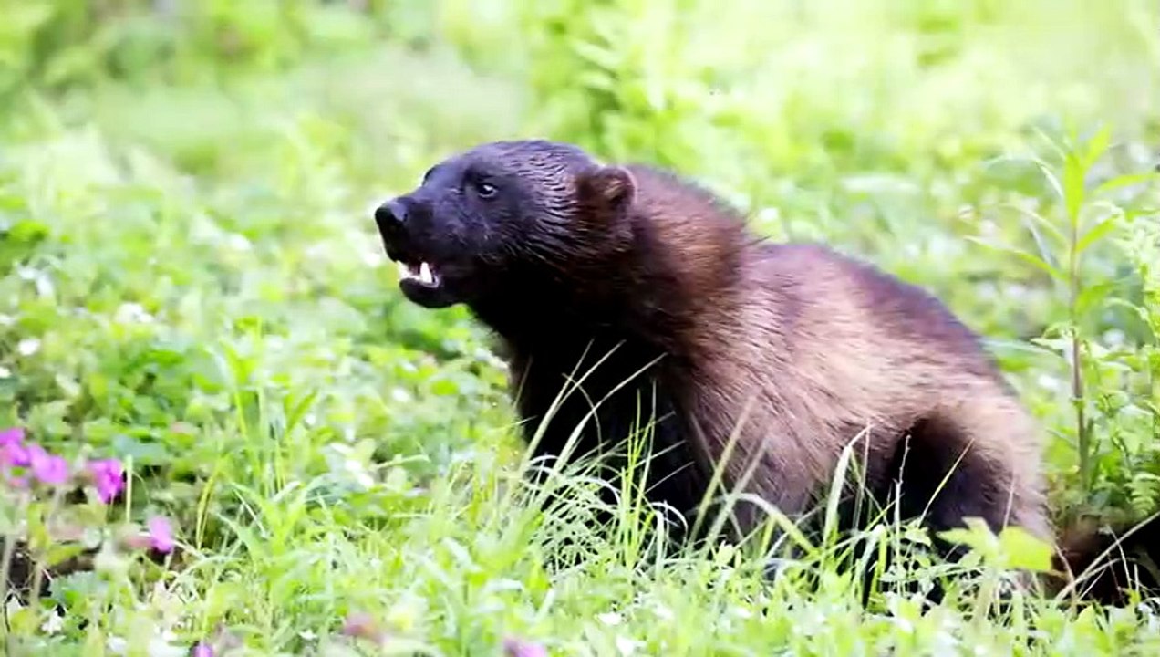 Wolf vs Vielfraß - Wer Würde Gewinnen