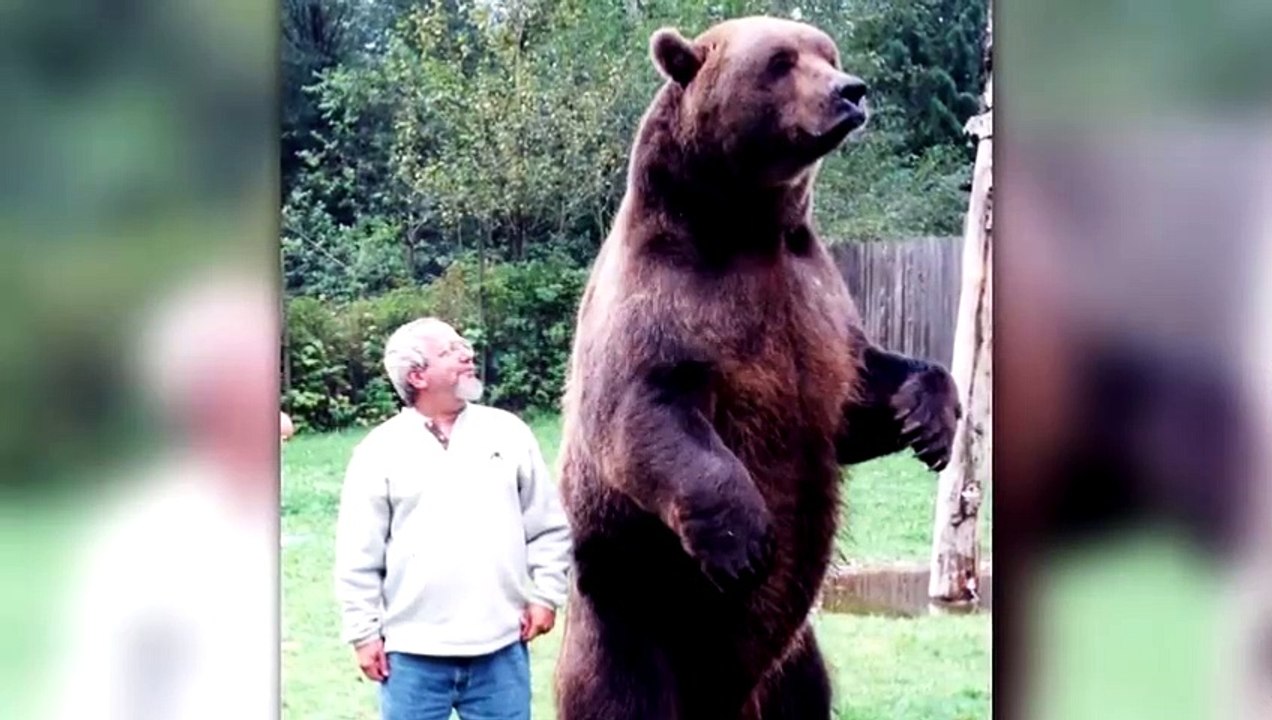 Riesiger Alligator vs Grizzlybär - Wer Würde Einen Kampf Gewinnen
