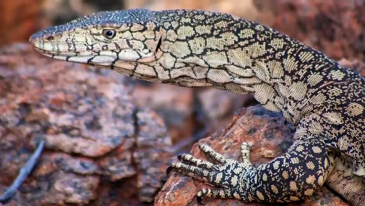 Honigdachs vs Riesenwaran - Wer Würde Gewinnen