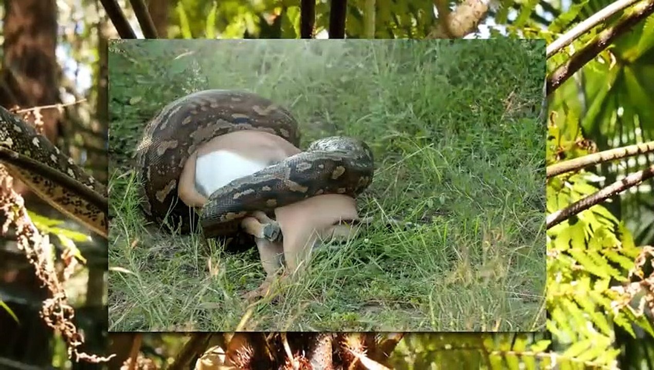 Größte Schlange aller Zeiten vs Urzeit Mega Schildkröte – Wer Würde gewinnen