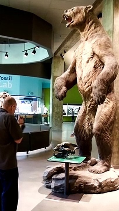 Dieser Bär Ist Größer Als Du Denkst!