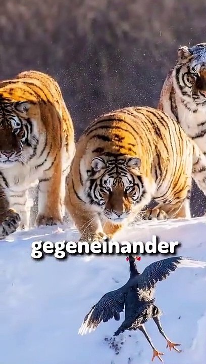 Bären Tiger Konflikt Erklärt