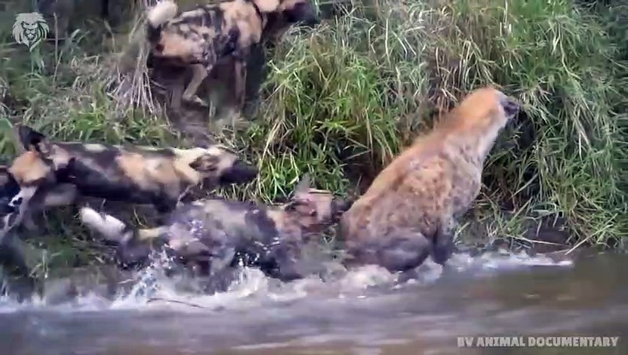 Lion chases and kills Wild Dogs who attack him, Wild Animals Attack (3)