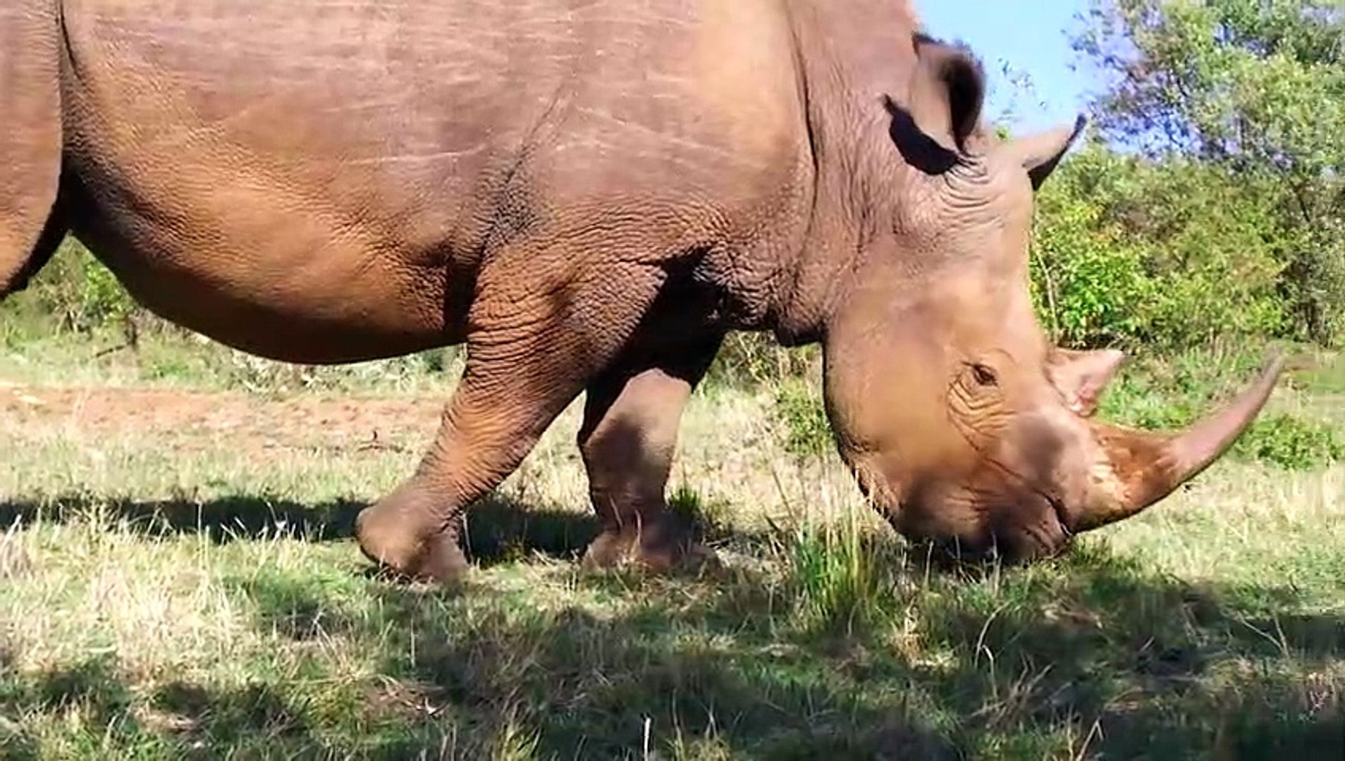 Nashorn VS Nilpferd - Welches Tier Würde Einen Kampf Gewinnen