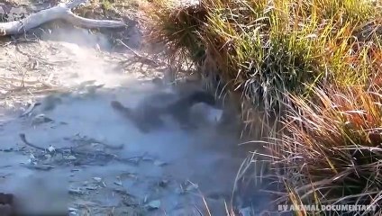 Extreme fight Honey Badger vs Predators , Wild Animals Attack (3)