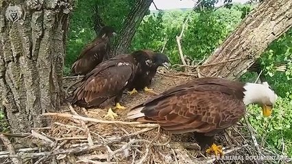 Mother Eagle kills Snake to feed her baby, Wild Animals Warcry (3)