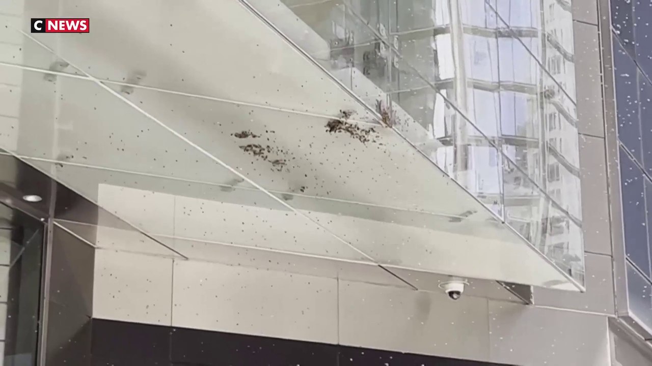 Des nuages d'insectes ont envahi New-York