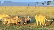 Extreme fight Lion vs Porcupine, Wild Animals Attack (3)