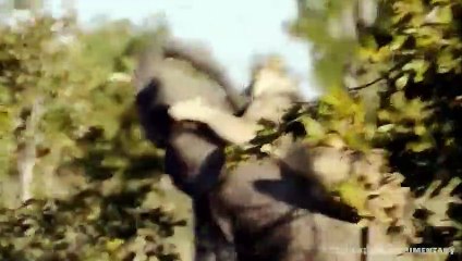 Extreme fights Lion vs Elephant who saved her baby, Wild Animals Attack (3)
