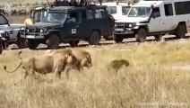 Lion attacks Hyena who wants to steal his food very hard, Wild Animals Attack (3)